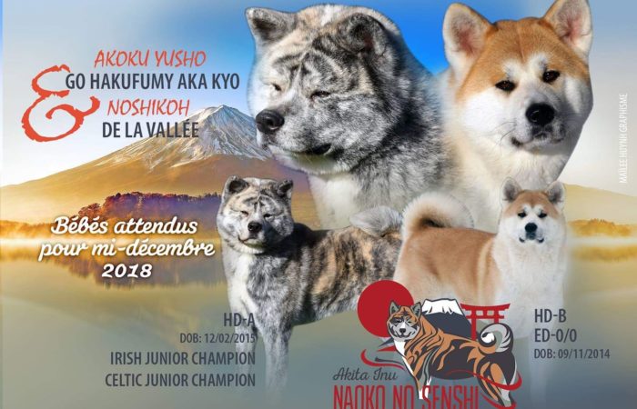 Confirmation de gestation Nono x Kyo 2018