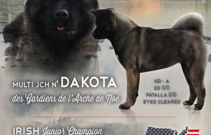 Bientôt la première portée de Dakota