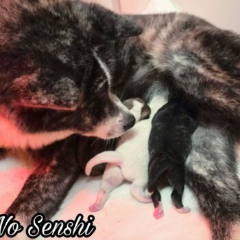 View Hina x Bakuto : 12 janvier 2026