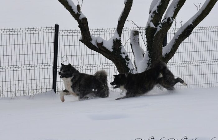 Janvier 2024: les chiens dans la neige