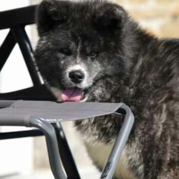 View Prochaine portée : Ete 2026